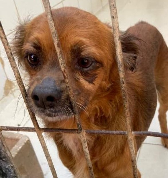 Tierschutzverein Santorini e.V. Hundevermittlung, Vermittlung unserer