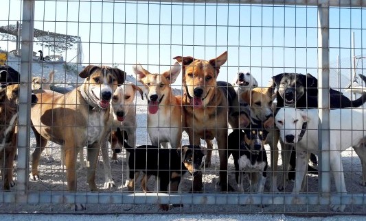 Tierschutzverein Santorini e.V. Hundevermittlung, Vermittlung unserer